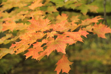 autumn maple leaves