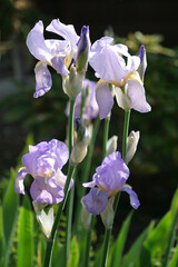 Close-up of beautiful open blossoms of  violet iris / flag