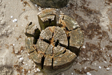 View of a single weathered wooden pile of a spur dyke from above