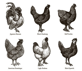 Group of hens and cocks of different chicken breeds, after an antique illustration from the early 20th century