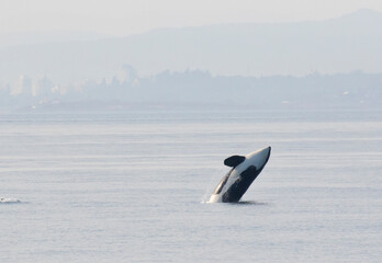 Orca whales jumping and moving through the salish sea, san juan island, whale watching tour © Patricia Thomas 