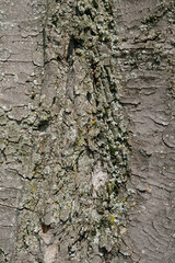 Background: Close-up of the rind / bark of a maple tree (acer)