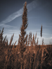Obraz premium sunset in the field, fantastic shot