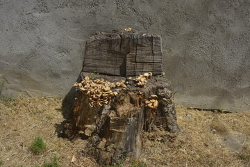 Wooden trunk in the shape of a throne with mushrooms 