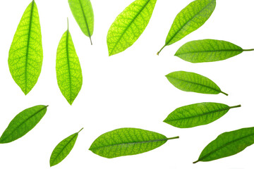 Green leaves on white background