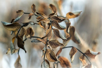 autumn brown leaves on branches close up