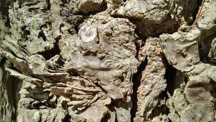 pine woods and wood textures