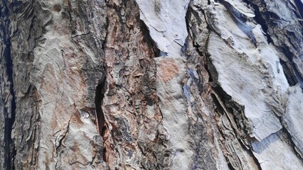 pine woods and wood textures