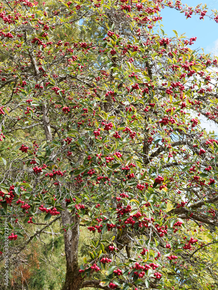 Poster (crataegus crus-galli) aubépine ergot de coq ou de virginie au port arrondi, baies rouges sur rameau