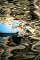 Rare white duck mutant on golden reflection water lake nature birds wild life