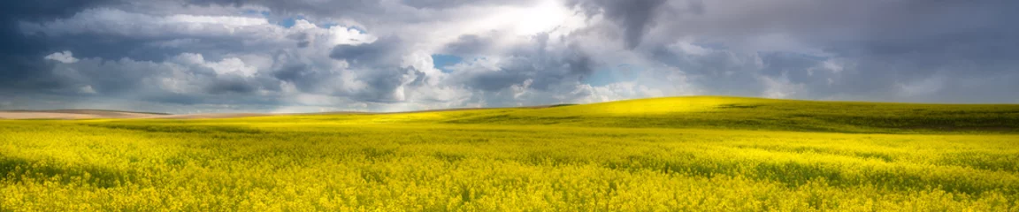 Deurstickers Panorama of a canola field in The Palouse, WA © Francois