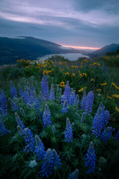 Wildflowers at Rowena Crest Oregon