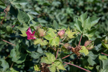 Cotton flower in cotton field