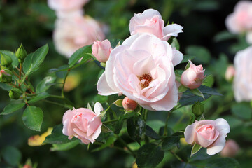 Pink rose in garden. Gardening. Pink rose. Flower in garden