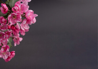 Fototapeta na wymiar Spring flower background border. Beautiful pink blossoming apple tree branch on black background. Copy space for message or product. Valentine's day or Mother's day theme.