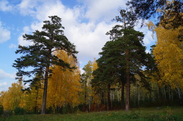 autumn forest trees landscape nature Pine Birch tree wood