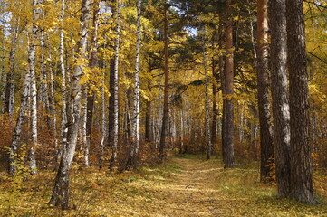 autumn forest trees landscape nature Pine larch Birch tree