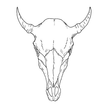 Cow skull. Occult element. Vector illustration. Isolated. Hand-drawn style.