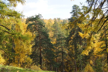 autumn forest trees landscape nature Pine larch Birch tree