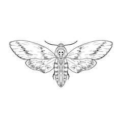 Death's head hawk moth. Vector illustration. Isolated. Hand-drawn style.