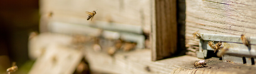 A lot of bees returning to bee hive and entering beehive with collected floral nectar and flower...