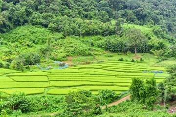 Fototapeta na wymiar Terraced Rice Fields in Nan Province, Thailand
