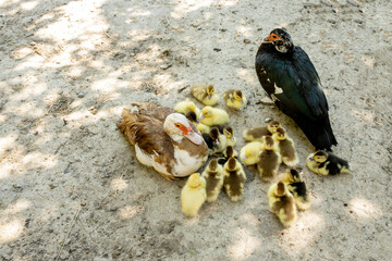 Mother duck with her ducklings. There are many ducklings following the mother.