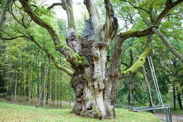 Fototapeta na wymiar 1,500 Years Old Stelmuze Oak - The Oldest Tree in Lithuania