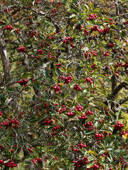 (Crataegus crus-galli) Arbuste ornemental Aubépine ergot de coq ou de virginie aux rameaux garnis de petites grappes de baies rondes et ovales rouge brillant