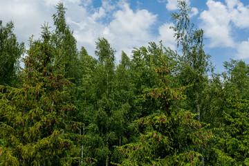 Fototapeta premium Young growing spruce blossom on a tip of branch spring, beautiful new cones in spruce