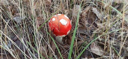 mushroom in the grass