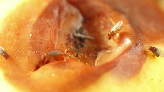 fruit flies walking on rotten fruits banana apple Drosophila melanogaster