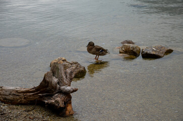 Berchtesgaden, Bavaria, Germany -05.25.2013: Royal Lake Königssee the cleanest in Germany. There...