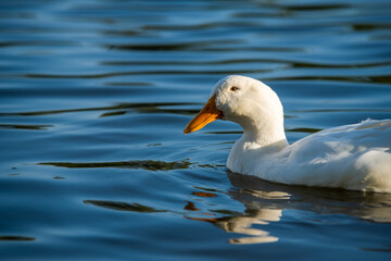 Rare white duck mutant on golden reflection water lake nature birds wild life