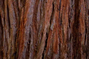 Closeup of bark from a sequoia tree
