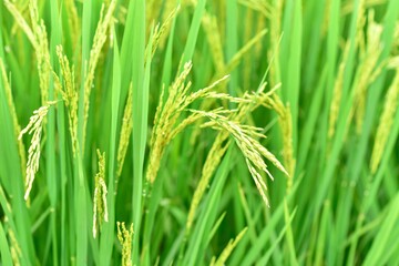 Fototapeta na wymiar Close-Up View of Rice Grains in Thailand