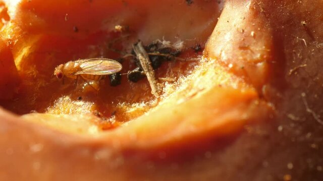 fruit flies walking on rotten fruits banana apple Drosophila melanogaster