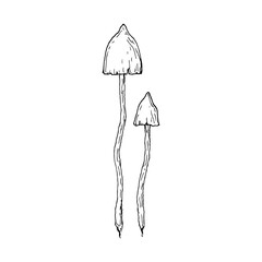 Mushrooms. Isolated toadstools. Vector cartoon illustration. Hand-drawn style.