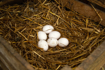 Six fresh raw chicken eggs lie in the nest. They were torn down by chickens in a wooden box with straw. growing hens