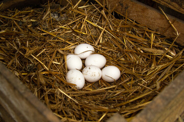 Naklejka na ściany i meble Six fresh raw chicken eggs lie in the nest. They were torn down by chickens in a wooden box with straw. growing hens