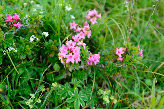 Almrose, Rostbl&auml;ttrige Alpenrose, Rhododendron ferrugineum