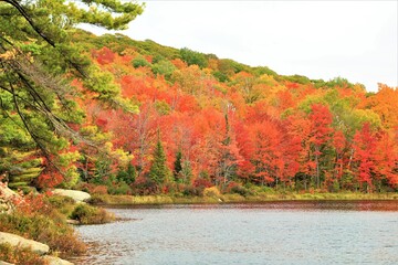 autumn landscape with trees and lake