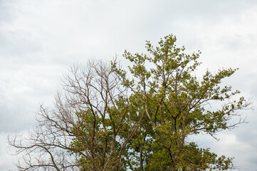 Tree on a background of cloudy sky with clouds