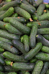 Cucumbers. Cucumbers at the autumn fair