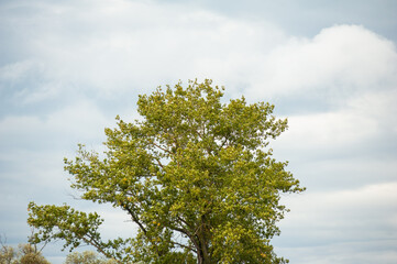 Tree on a background of cloudy sky with clouds