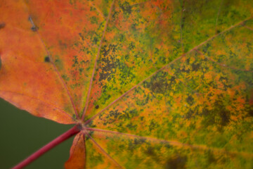 Kolorowy liść jesienią makro