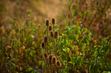 Prickly weed plants in the autumn field
