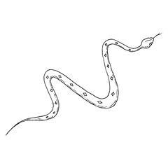 Snake. Vector illustration. Isolated object on white. Hand-drawn style.