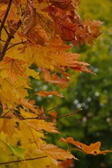 Trees in autumn colors in a forest near Moscow.