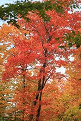 red maple leaves